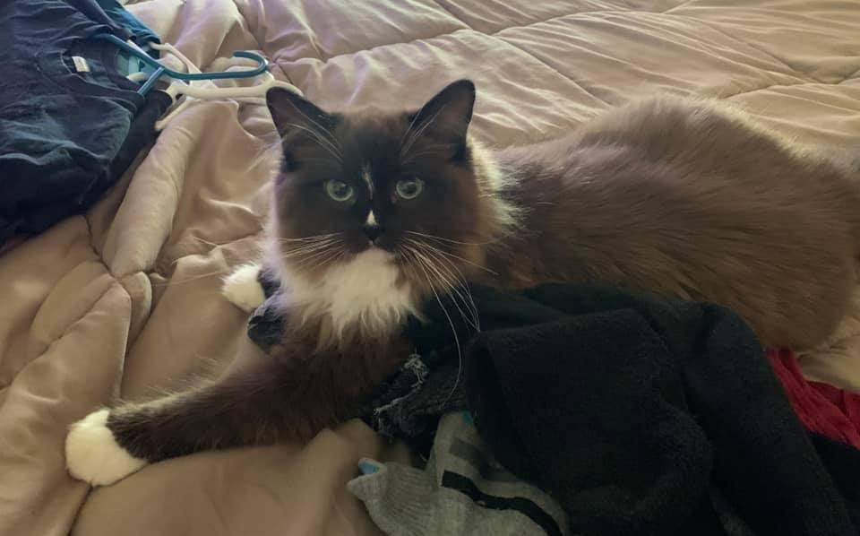 aasia in her cat bed