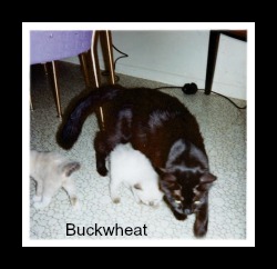 buckwheat cat