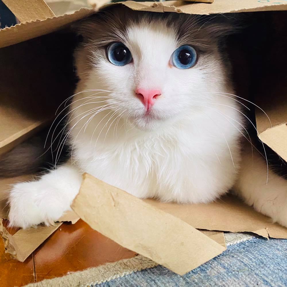 cat in a box