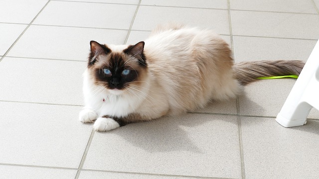 Chocolate point ragdoll