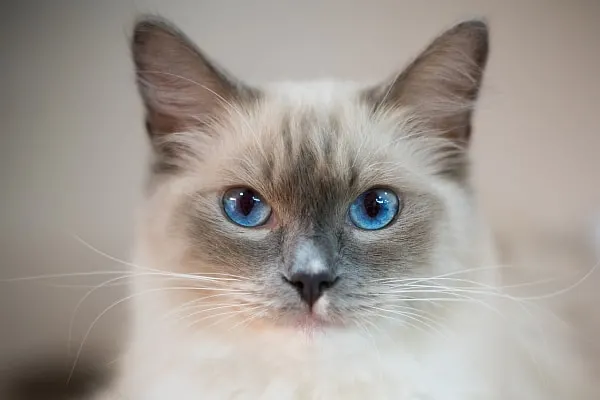 eyes of a ragdoll