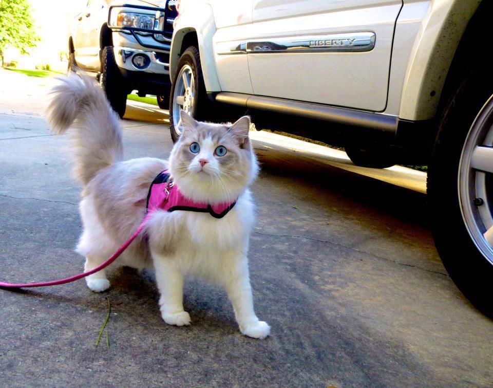 ragdoll on a leash
