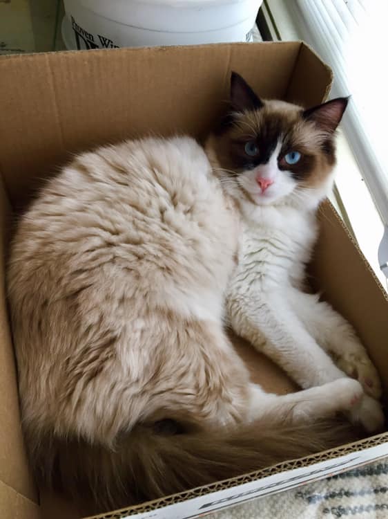 Tzar in a box